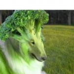 broccoli dog
