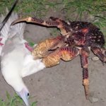 Coconut Crab and Red Footed Booby Bird meme