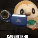 Rowlet caught in 4k