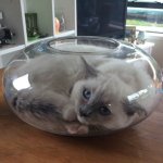 Cat in fishbowl