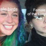 *cough cough* PEACOCKS *cough* | Female birds of the same species; Male birds | image tagged in colored hair black hair girls | made w/ Imgflip meme maker