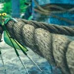 mantis kfp
