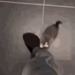 cat leg climb