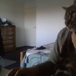 Choclate the sus cat