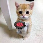 cute cat with flower