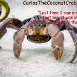 coco for coconut crabs meme