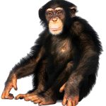 Chimp