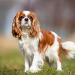 Cavalier King Charles Spaniel