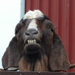 Angry Old Goat JPP