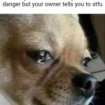 The pain they feel | When you bark because you sense danger but your owner tells you to stfu | image tagged in crying chihuahua | made w/ Imgflip meme maker