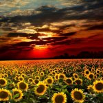Glorious Sunflower sunset