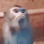 angry monkey GIF Template