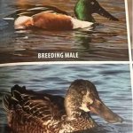 Breeding Make nonbreeding male Ducks