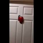 Elmo breaks door GIF Template