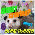 QUIRKY CRAVING | what's your; QUIRKY; craving? MINE'S; BEING WANTED | image tagged in birthday possum | made w/ Imgflip meme maker