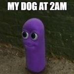Will never sleep again | MY DOG AT 2AM | image tagged in beanos | made w/ Imgflip meme maker