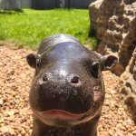 Baby hippo says