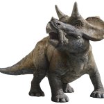 Baby Triceratops