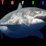 Terry the fat shark