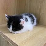 Cow cat loaf (NOT MY IMAGE)