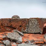 peeking owl