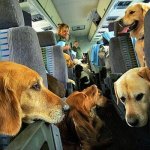 Anxiety dogs on a plane