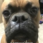Chucho | MY DOG; BOTTOM TEXT | image tagged in chucho | made w/ Imgflip meme maker