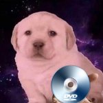 Dog Gives the DVD meme