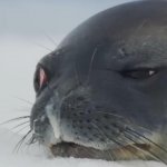 Uninterested Seal