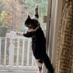 Cat climbing screen door