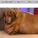 fat dog | ME AFTER LEAVING GRANDMA'S HOUSE | image tagged in fat dog | made w/ Imgflip meme maker