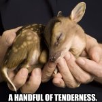 Baby deer spotted fawn cute | A HANDFUL OF TENDERNESS. | image tagged in baby deer spotted fawn cute | made w/ Imgflip meme maker