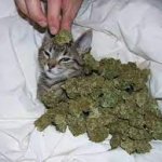 weed cat real