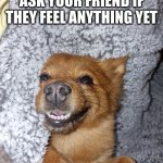 Happy dog | WHEN YOU TURN TO ASK YOUR FRIEND IF THEY FEEL ANYTHING YET | image tagged in happy dog | made w/ Imgflip meme maker