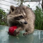 Raccoon With Apple meme