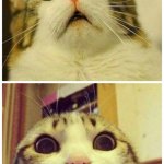 Yeet | Me when the toilet mat is warm in the morning; Me remembering my cat slept there: | image tagged in scared cat to happy cat | made w/ Imgflip meme maker