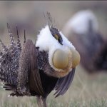 sage grouse