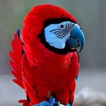 Parrot that looks like Among Us meme