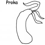 Proka