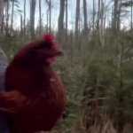 Excited chicken GIF Template