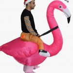 Pink Flamingo in the wild