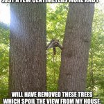 Racoon between trees | JUST A FEW CENTIMETERS MORE AND I; WILL HAVE REMOVED THESE TREES WHICH SPOIL THE VIEW FROM MY HOUSE. | image tagged in racoon between trees | made w/ Imgflip meme maker