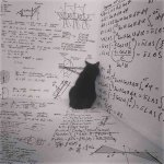 Cat Math Stress