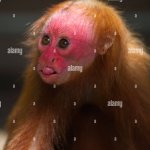 RUCHI Meme Generator - Imgflip