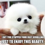 cute animal | I BET YOU STOPPED YOUR FAST SCROLLING; JUST TO ENJOY THIS BEAUTY. | image tagged in cute animal | made w/ Imgflip meme maker