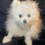 Daisy