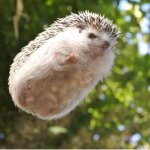 Flying Hedgehog template