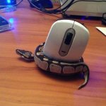 Snake crush mouse