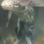 alligator drip meme