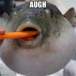 pufferfish augh | AUGH | image tagged in pufferfish eating carrot | made w/ Imgflip meme maker